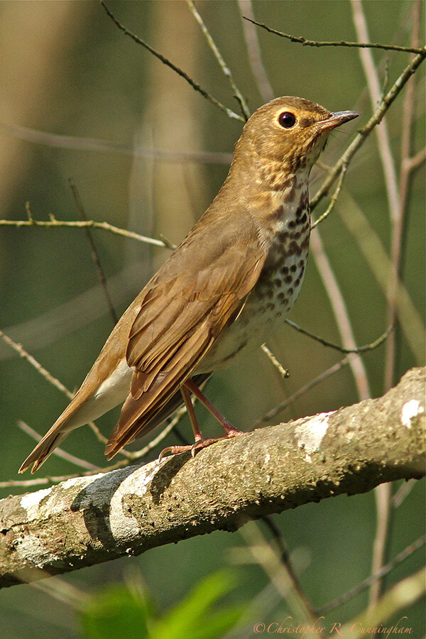 Hermit Thrush at the Edith L. Moore Nature Sanctuary, Houston