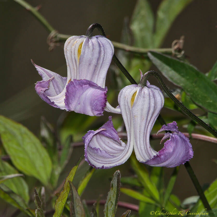 Leather flowers at Anahuac NWR (Skillern Tract)
