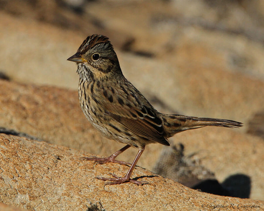 Lincoln's Sparrow at Brazos Bend State Park, Texas