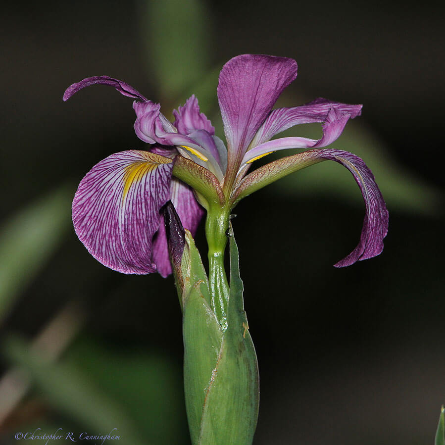 Louisiana Iris at the Edith L. Moore Nature Sanctuary, Houston