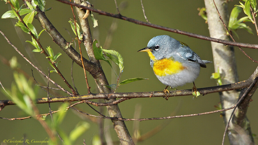 Male Northern Parula at the Sabine Wood Sanctuary, Texas Gulf Coast