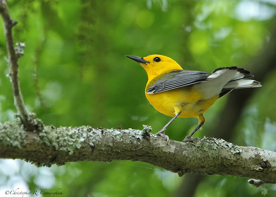 Prothonotary-Warbler-CCunningham Prothonotary Warbler at Brazos Bend State Park, Texas