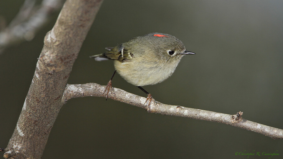 Ruby-crowned Kinglet at the Edith L. Moore Nature Sanctuary, Houston.