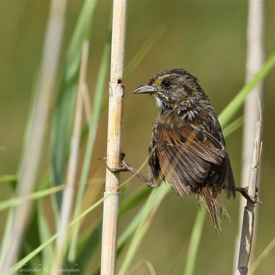 Seaside Sparrow at McFaddin National Wildlife Refuge, Texas