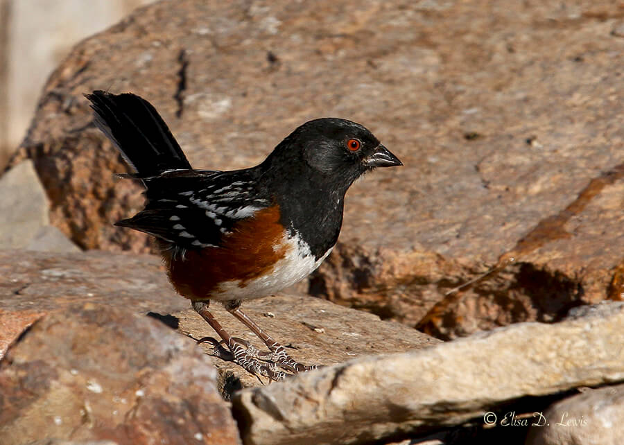 Spotted Towhee at Franklin Mountains State Park, West Texas