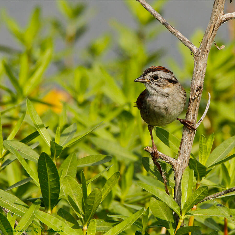 Swamp Sparrow at Brazos Bend State Park, Texas