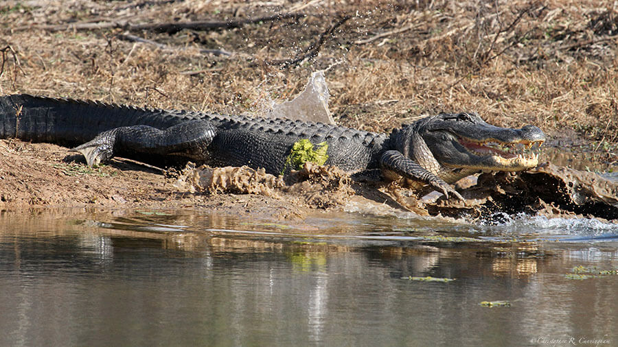 Texan-Riviera-CCunningham Large Alligator bolts into water at Brazos Bend State Park, Texas