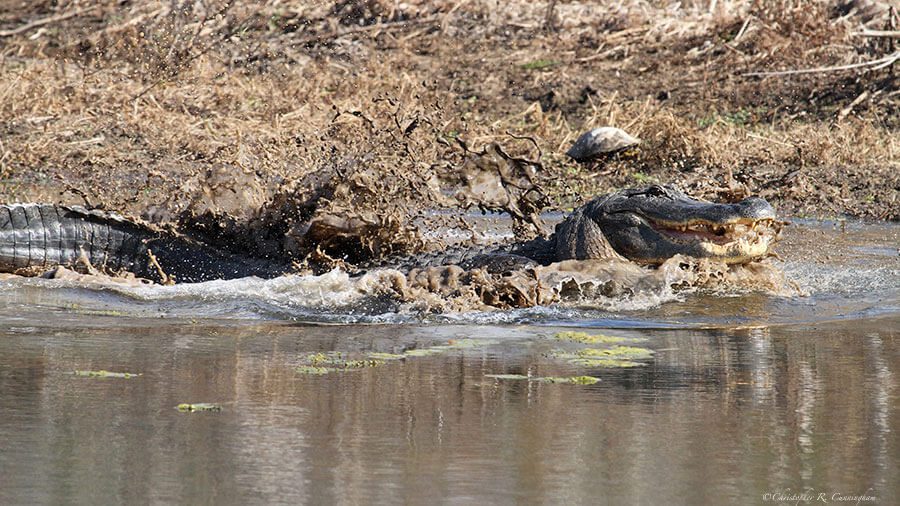 Large Alligator in pursuit of another, smaller alligator