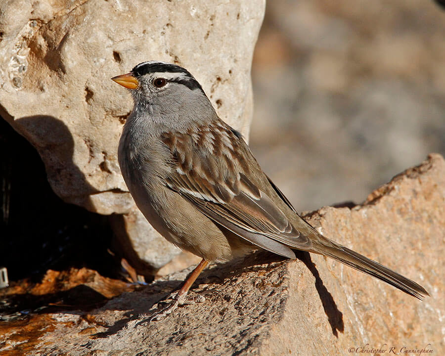White-crowned Sparrow at Franklin Mountains State Park, West Texas.