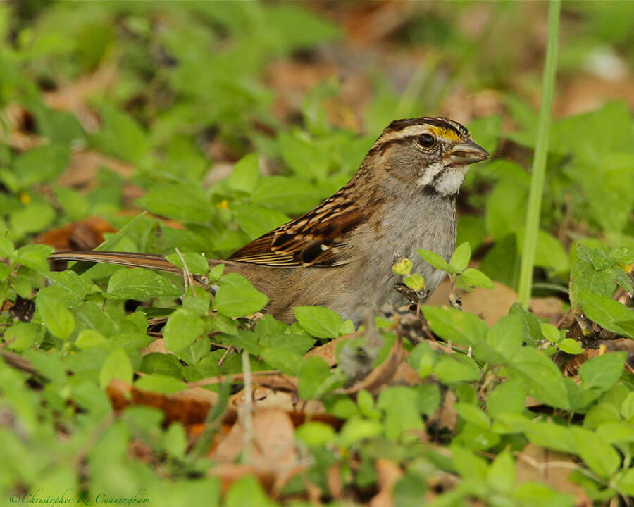 White-throated Sparrow at Brazos Bend State Park, Texas