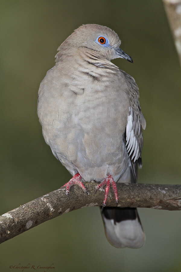 White-winged Dove at the Edith L. Moore Nature Sanctuary, Houston