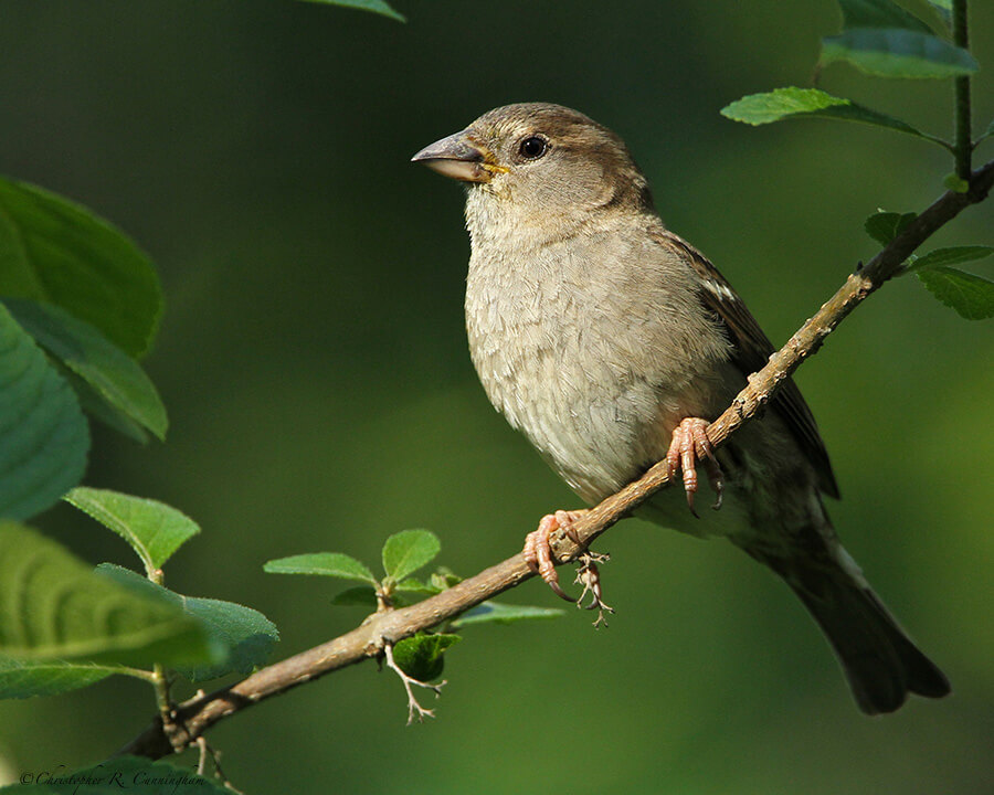 Young House Sparrow at the Edith L. Moore Nature Sanctuary, Houston