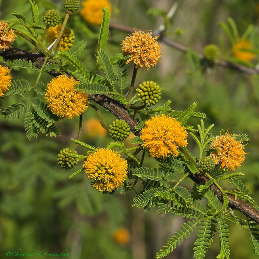 Acacia constricta at Pelican Island, Texas