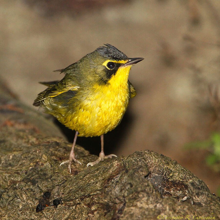 Bathing Kentucky Warbler at Lafitte's Cove, Galveston Island, Texas.