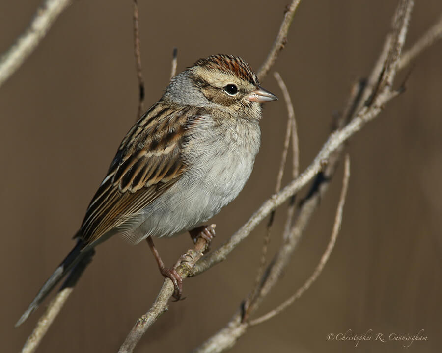 Chipping Sparrow, Anahuac National Wildlife Refuge, Texas