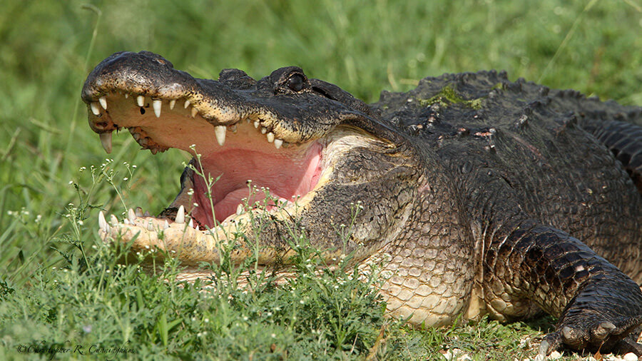 Gaping alligator at Brazos Bend State Park, Texas Gulf Coast
