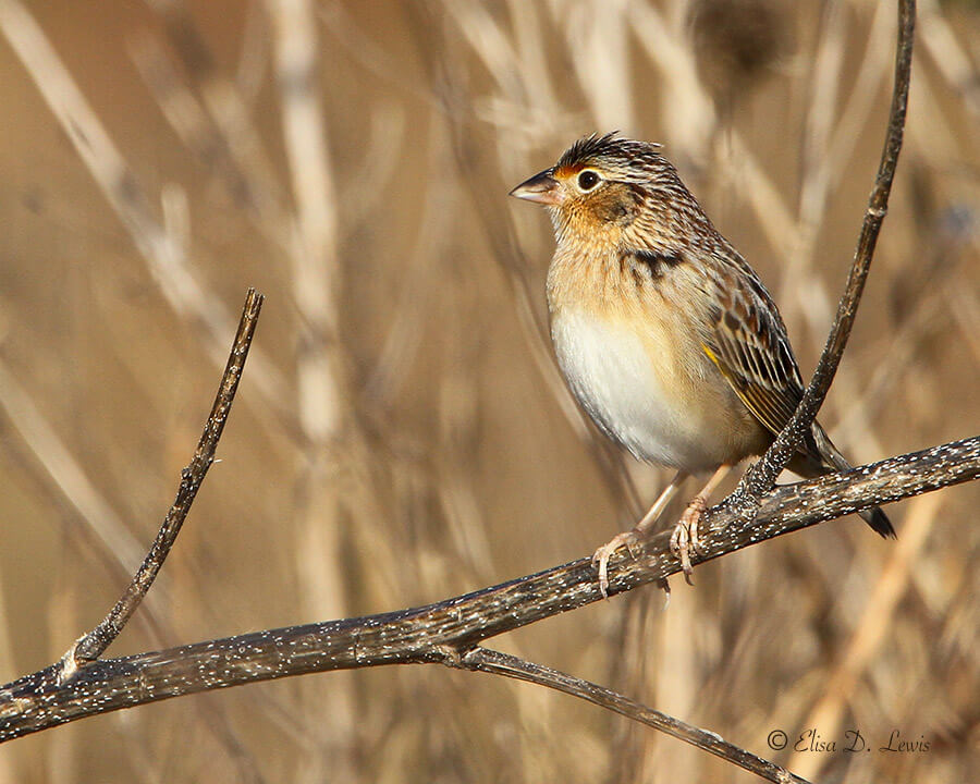 Grasshopper Sparrow at Galveston Island State Park.