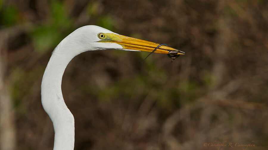 Great Egret with juvenile five-lined skink at Lafitte's Cove, Galveston Island, Texas.