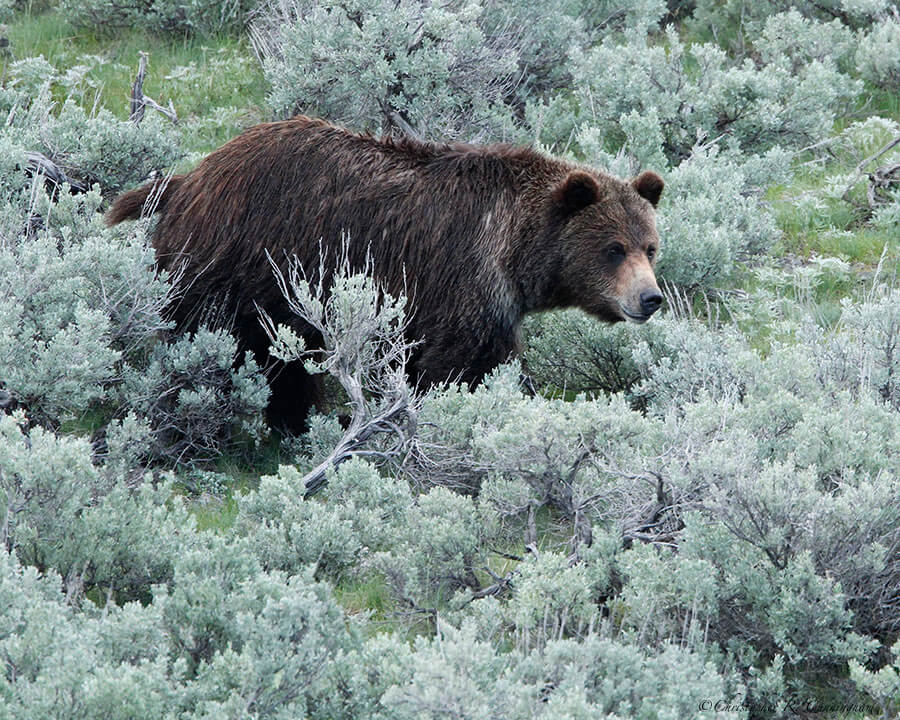 Grizzly Bear in the Lamar Valley YNP, Wyoming