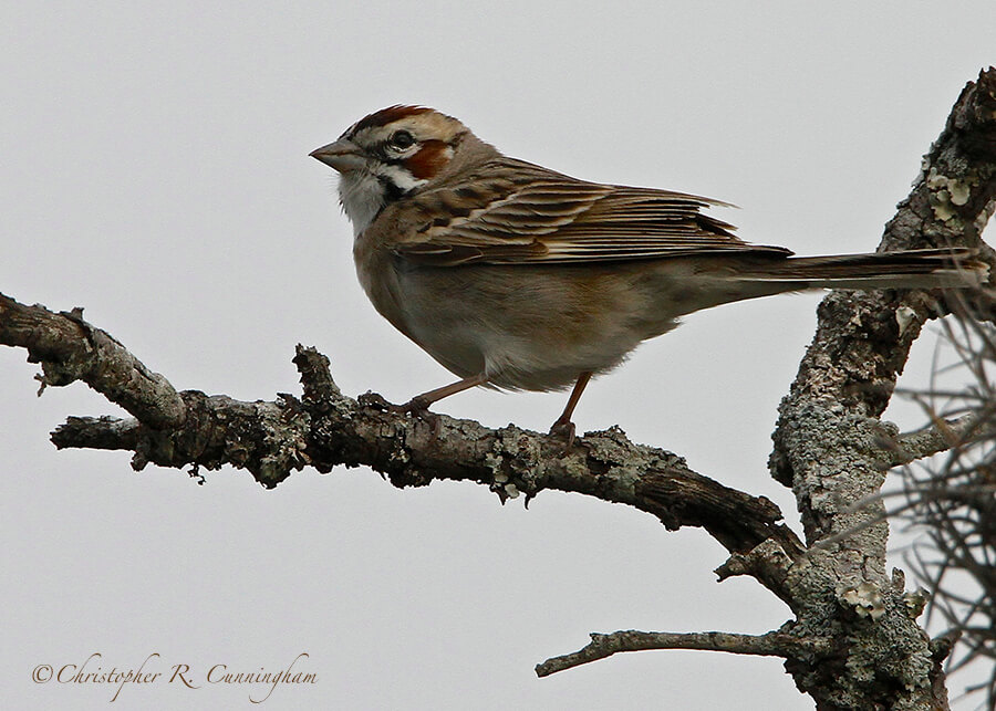 Lark Sparrow, Balcones Canyonlands, Central Texas