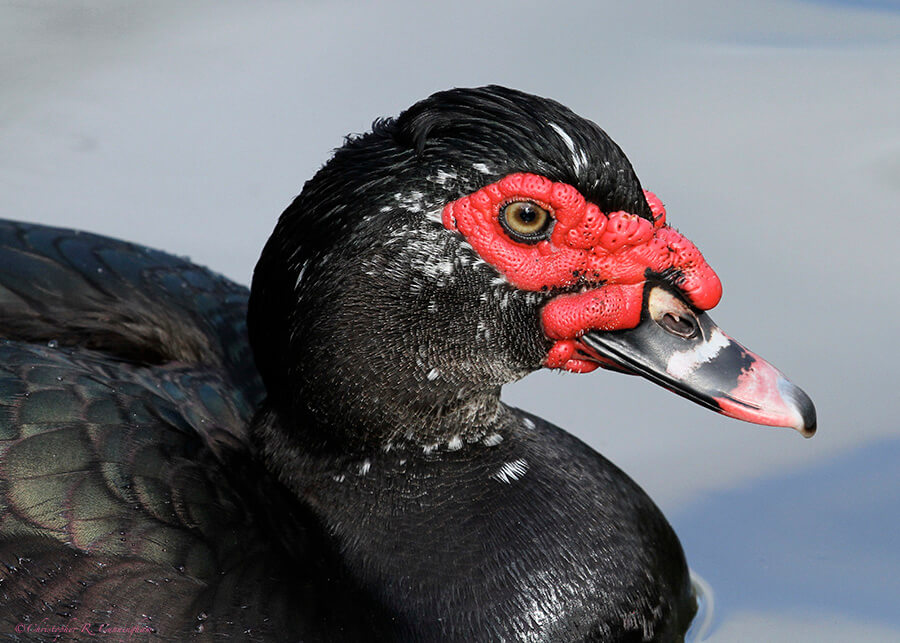 Muscovy-Duck-CCunningham Muscovy Duck at Hermann Park, Houston