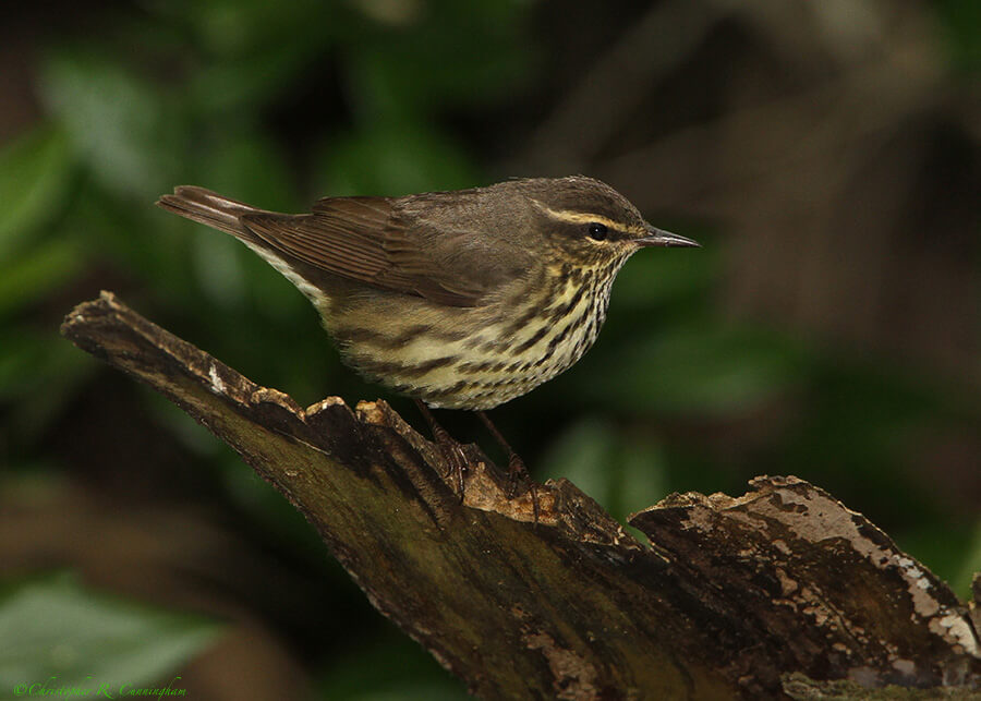 Northern Waterthrush at Lafitte's Cove, Galveston Island. Texas