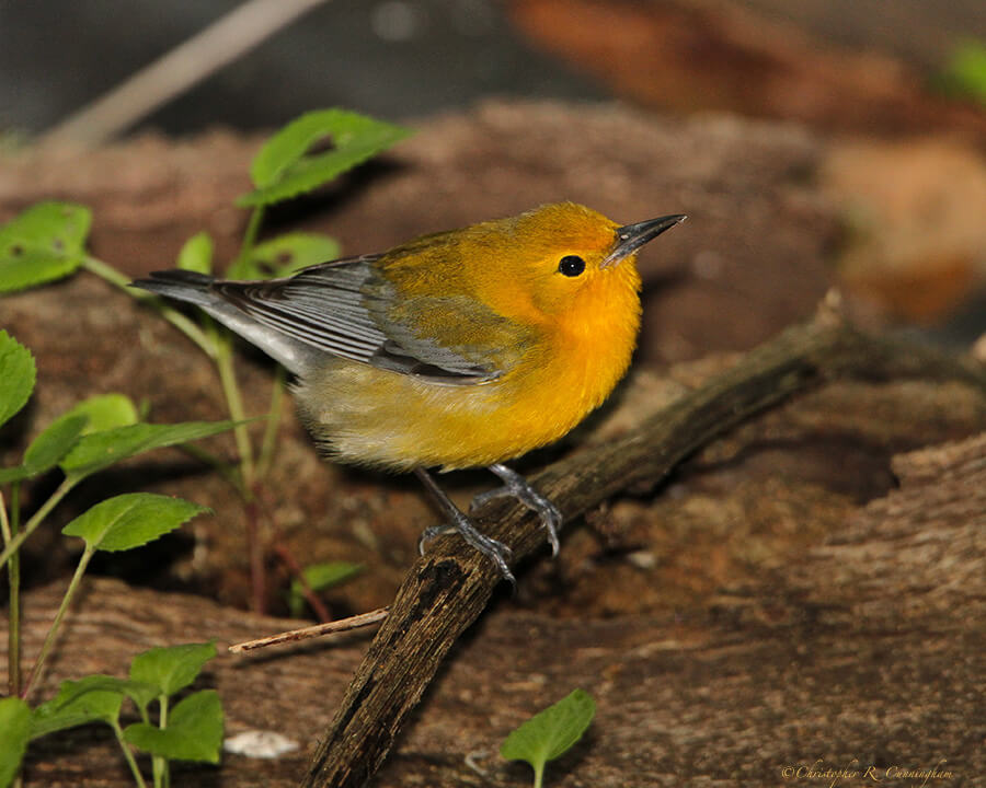 Prothonotary Warbler at Lafitte's Cove, Galveston Island, Texas