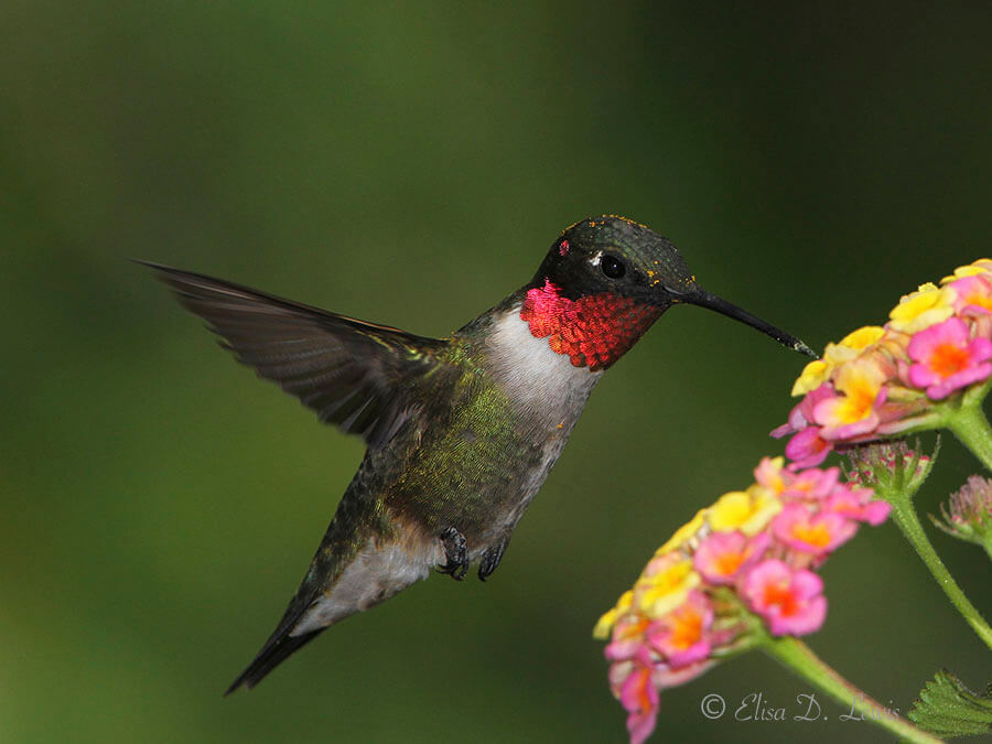 A Ruby-throated Hummingbird feeds from a lantana flower cluster at Lafitte's Cove Nature Preserve on Galveston Island, TX.