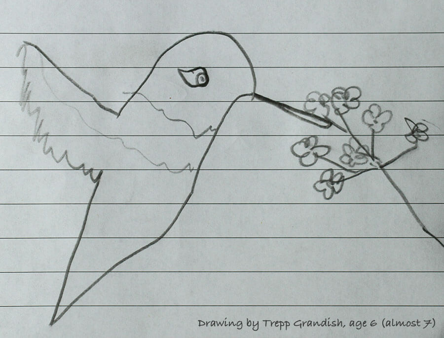 Pencil drawing of a Ruby-throated Hummingbird by a young artist.