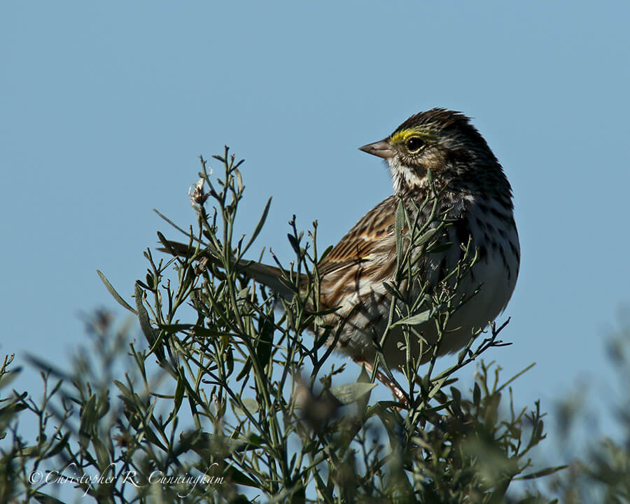 Savannah Sparrow, Anahuac NWR
