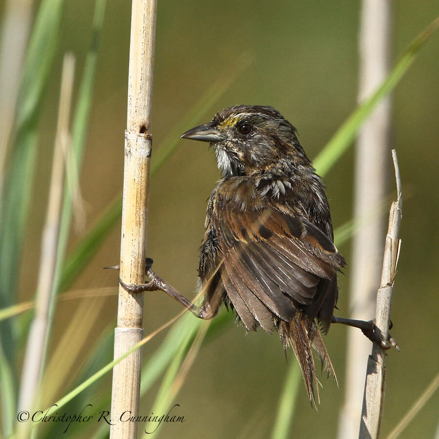 Seaside Sparrow, McFaddin National Wildlife Refuge, Texas