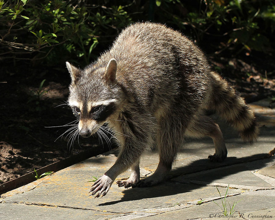 Sick raccoon near the Edith L. Moore Nature Sanctuary, Houston