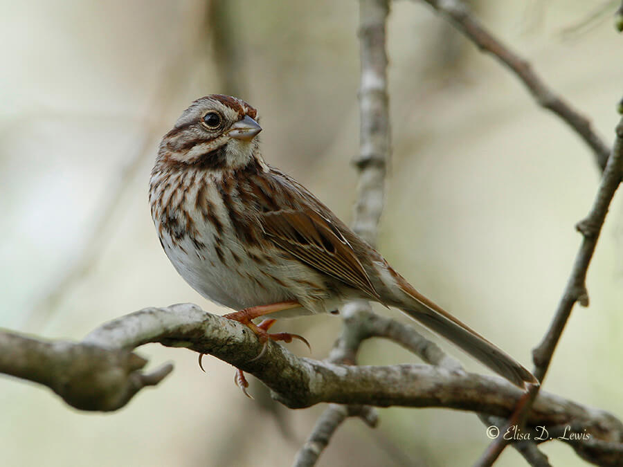 Song Sparrow at Brazos Bend State Park.