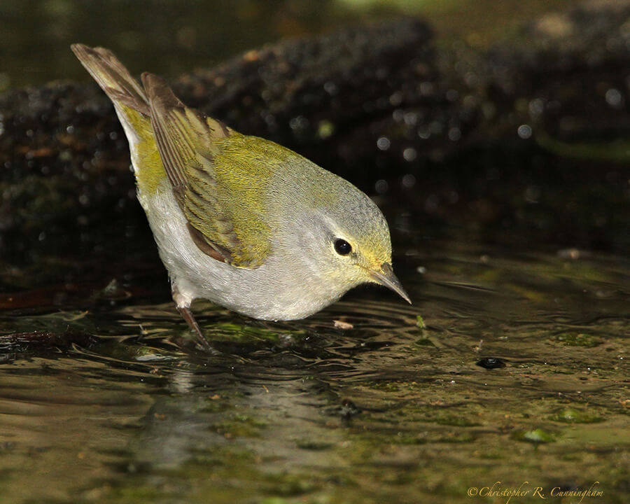 Bathing Tennessee Warbler at Lafitte's Cove, Galveston Island, Texas.