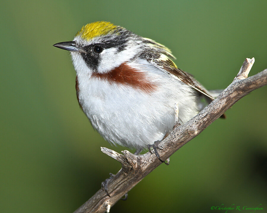 Chestnut-sided Warbler at Lafitte's Cove, Galveston Island, Texas