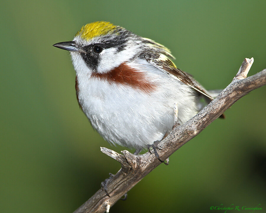 Chestnut-sided-Warbler-CCunningham Chestnut-sided Warbler at Lafitte's Cove, Galveston Island, Texas
