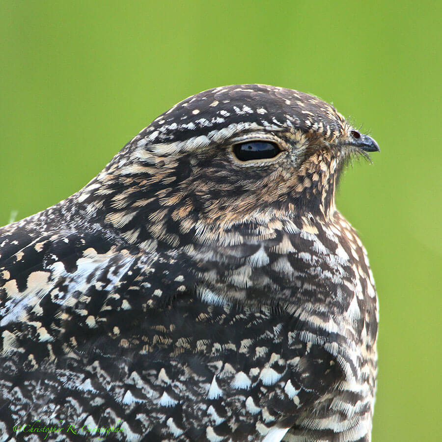 Common Nighthawk Portrait at Lafitte's Cove, Galveston Island, Texas