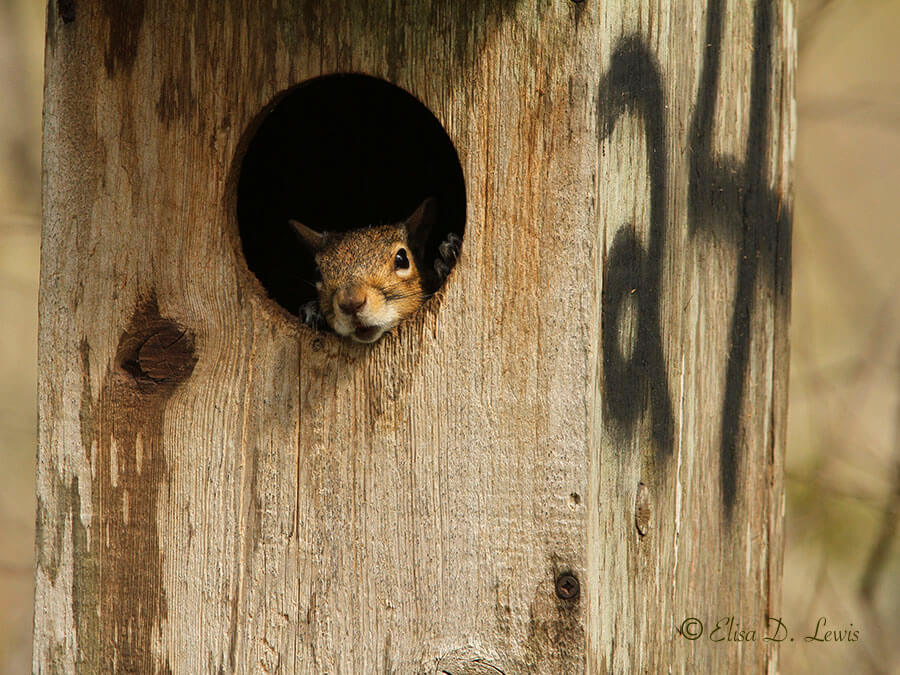 Fox Squirrel peeking out from a nest box at Brazos Bend State Park, TX