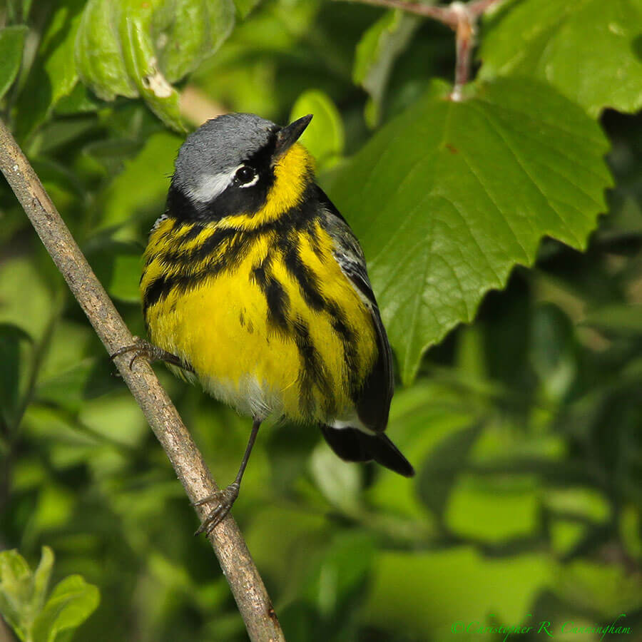 Magnolia Warbler among the grape vines, Lafitte's Cove, Galveston Island, Texas