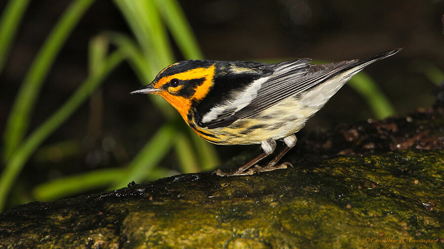 Male Blackburnian Warbler at Lafitte's Cove, Galveston Island, Texas