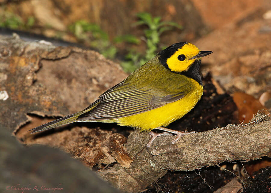 Male Hooded Warbler at Lafitte's Cove, Galveston Island, Texas