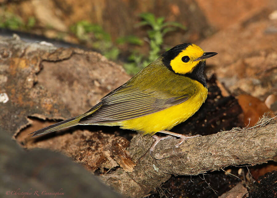 Male-Hooded-Warbler-CCunningham Male Hooded Warbler at Lafitte's Cove, Galveston Island, Texas