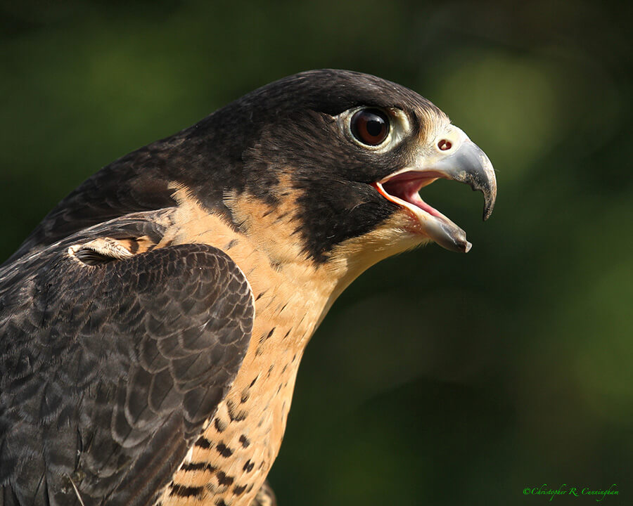 Peregrine Falcon portrait