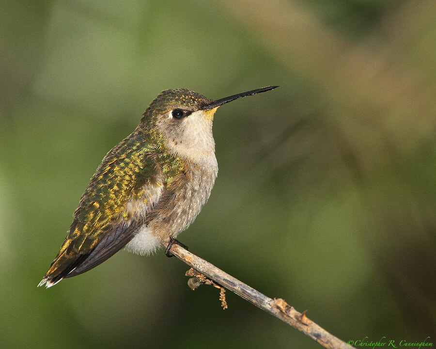 Ruby-throated Hummingbird at Lafitte's Cove, Galveston Island, Texas