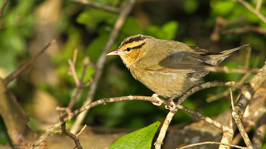 Worm-eating Warbler at Lafitte's Cove, Galveston Island, Texas