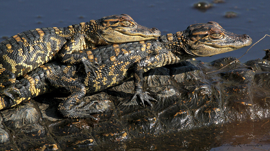 Baby alligators on their mother's back at Brazos Bend State Park, Texas.