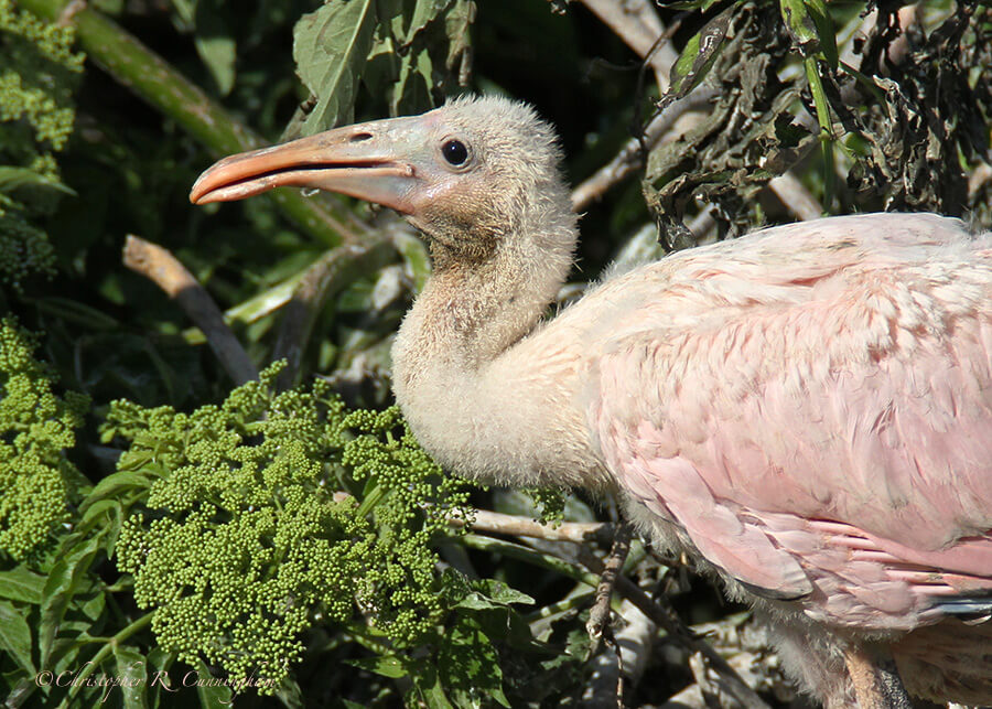 Baby Roseate Spoonbill at Smith Oaks Rookery, High Island, Texas.