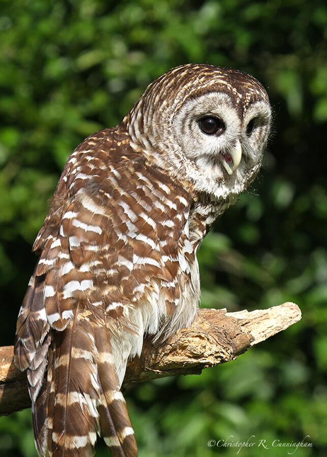 Barred Owl at the Sims Bayou Urban Nature Center, Houston, Texas