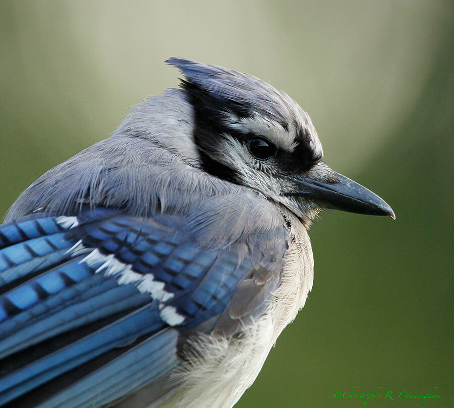 Blue Jay portrait in Houston, Texas