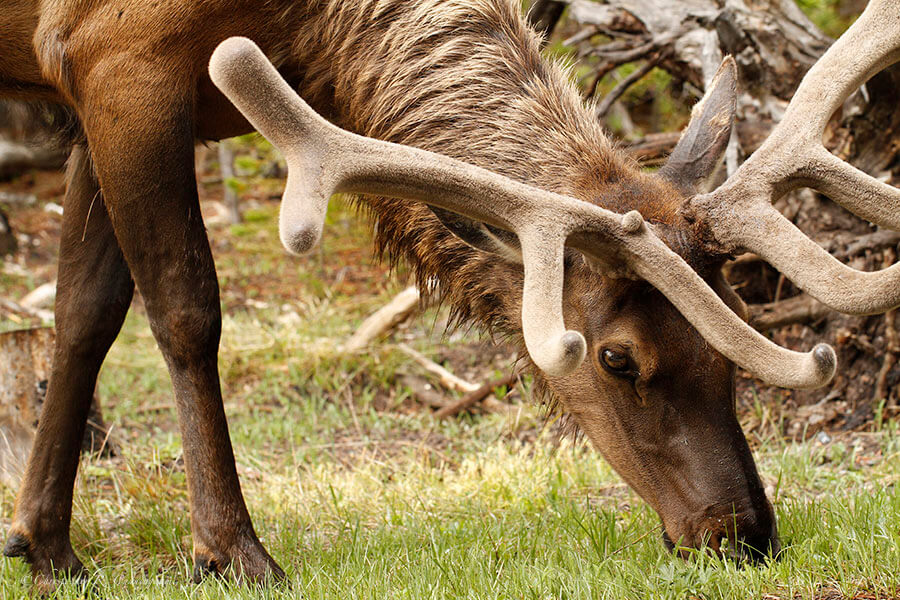 Bull Elk at Yellowstone National Park, Wyoming.